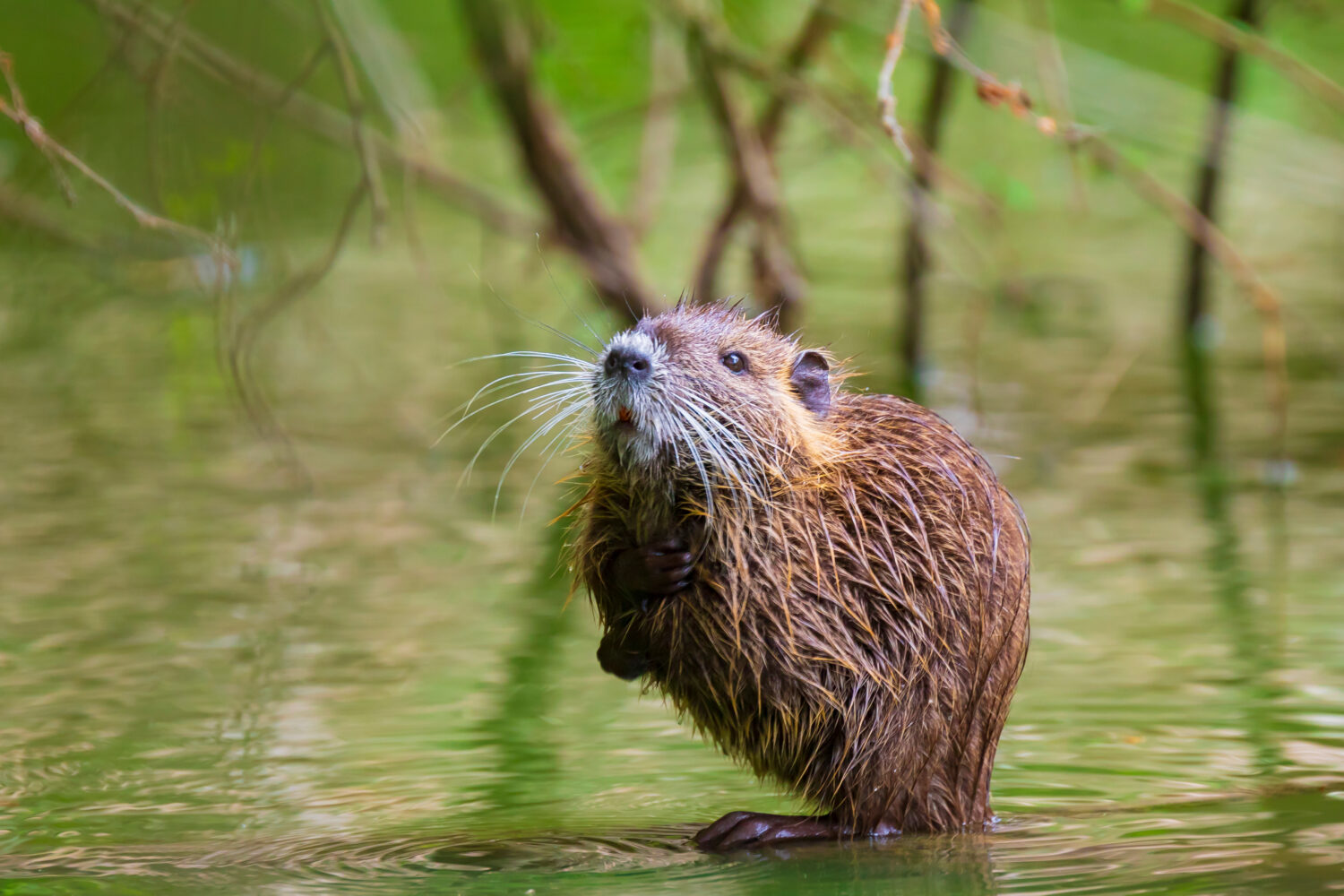 Primo piano di un topo muschiato Ondatra zibethicus o nutria Myocastor coypus roditore nelle zone umide acqua foraggiamento 