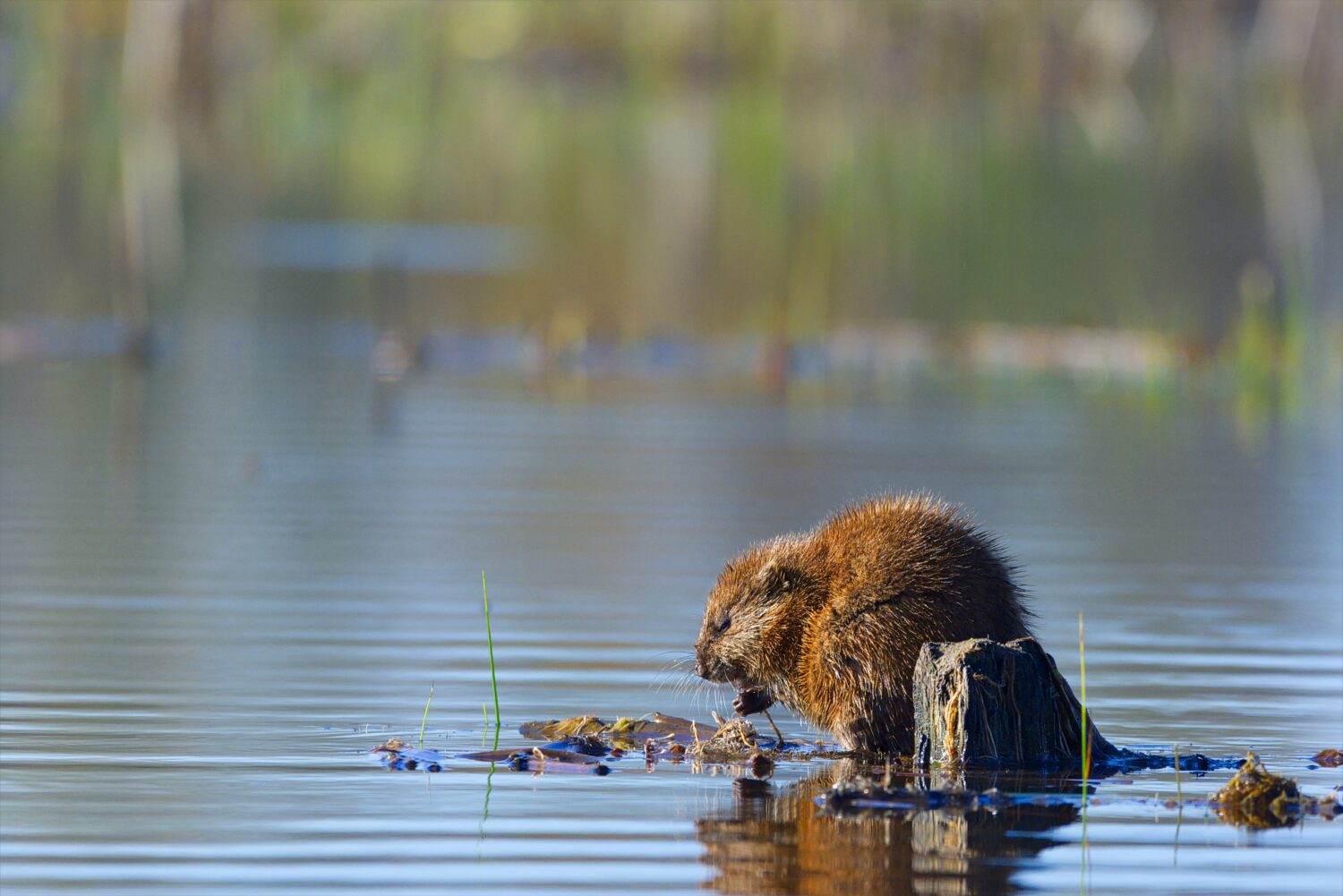 Immagine orizzontale di un topo muschiato (Ondatra zibethicus) che mangia in un habitat umido in una mattina primaverile, Hullett Marsh, Ontario, Canada.