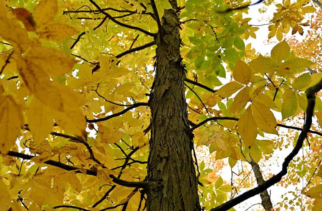 fogliame autunnale shagbark hickory albero foglia gialla fogliame primo piano colori autunnali alzando lo sguardo albero stagione autunnale