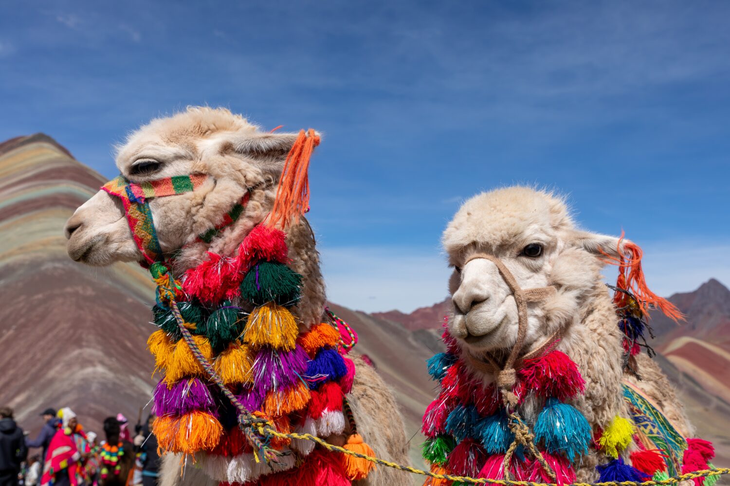 Lama in cima al monte Vinicunca, o 