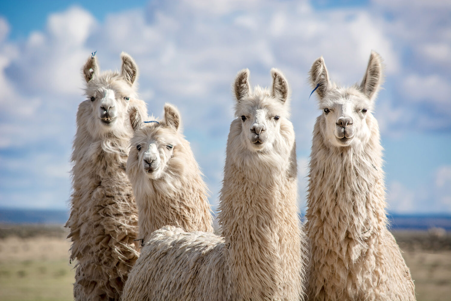 animali del nord argentino