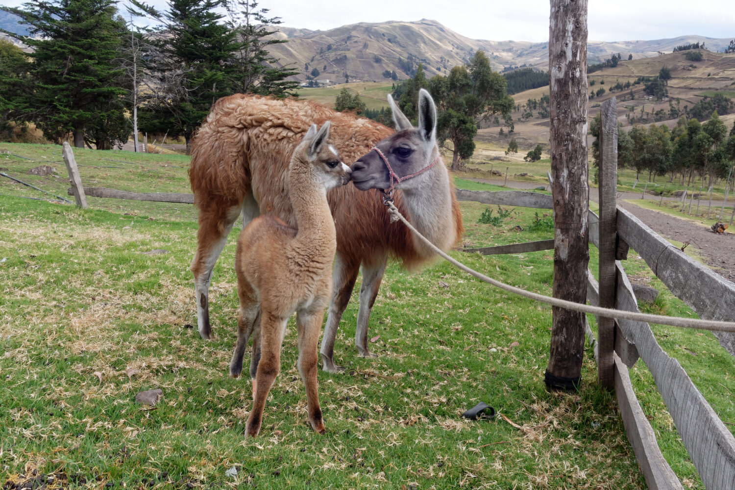Madre e bambino Llama, provincia di Cotopaxi, Ecuador