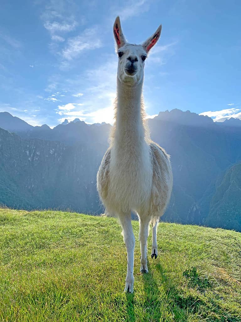 Lama bianco sulla terrazza del prato verde Machu Picchu, bellissimo lama in Perù, lama glama animale peruviano che guarda nell'obiettivo, lama carino ritratto, camelide sudamericano addomesticato nelle montagne delle Ande.