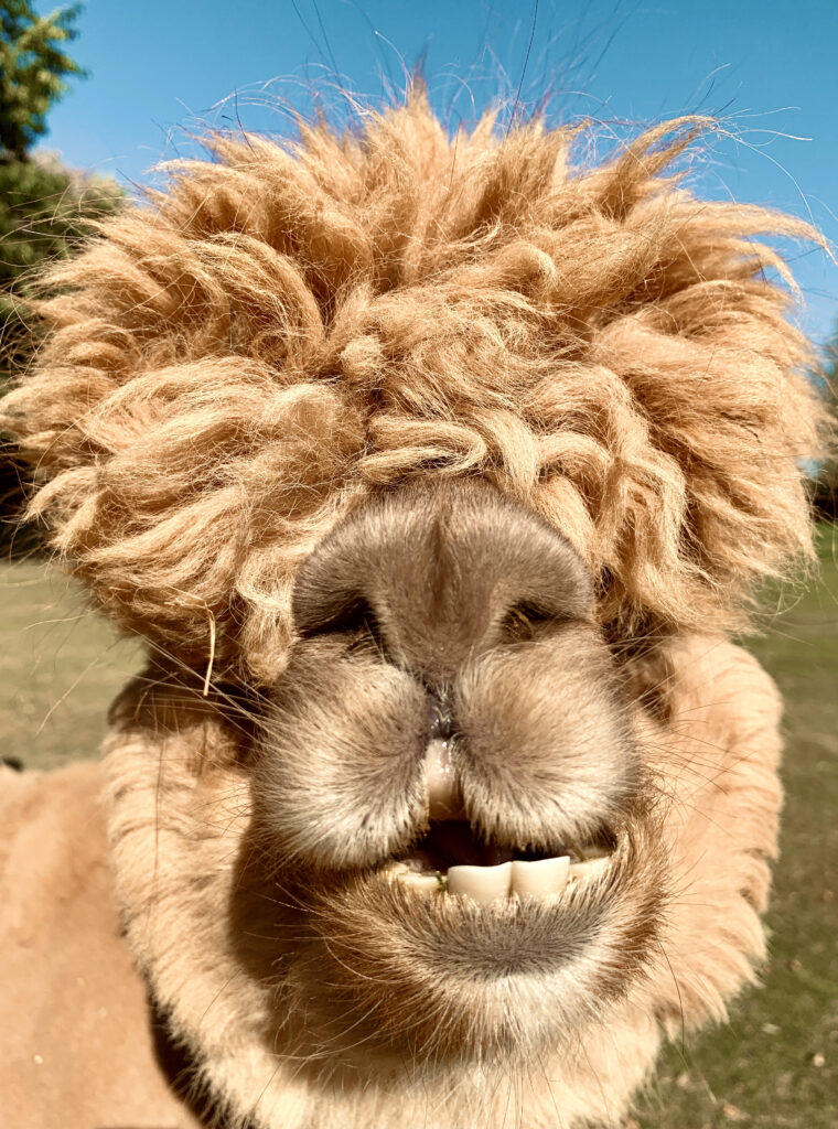 Primo piano del fronte divertente dell'animale dell'alpaca