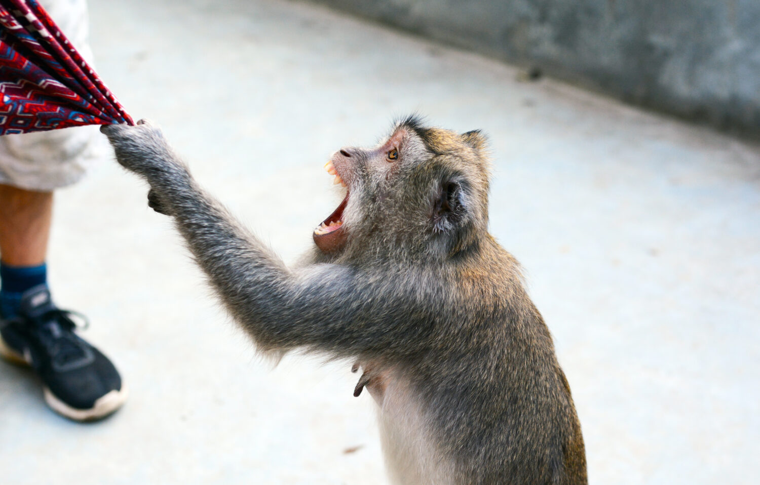 Scimmia che afferra una gonna turistica, Bali, Indonesia