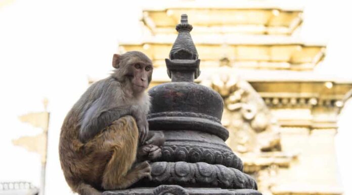 Scimmia macaco Rhesus seduta sullo stupa del tempio.
