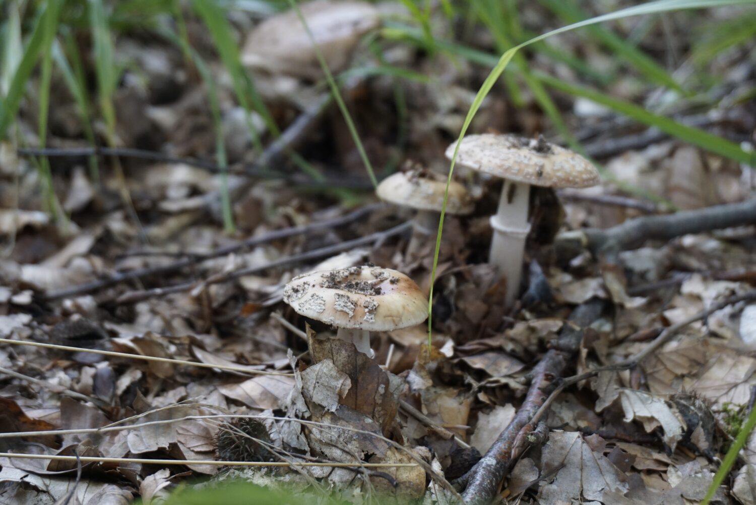 Primo piano su un'amanita arrossata, Amanita rubescens in piedi nella foresta.  Amanita commestibile.  Fungo commestibile noto come fard nella foresta di abete rosso.  Funghi.  Caccia ai funghi, raccolta funghi.