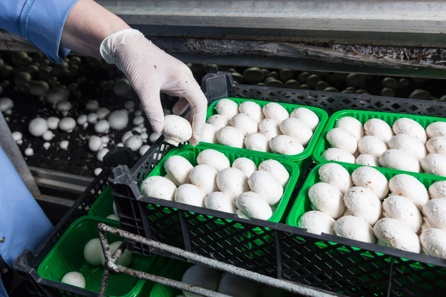 Consegnare un guanto di gomma raccogliendo il raccolto fresco di funghi prataioli in contenitori su una pianta di coltivazione di funghi.  Produzione di cibo 