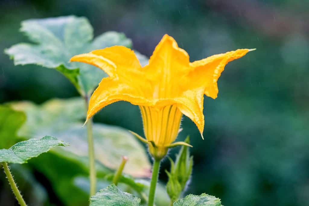 Zucca in fiore.  Fiore di zucca giallo in giardino su sfondo sfocato