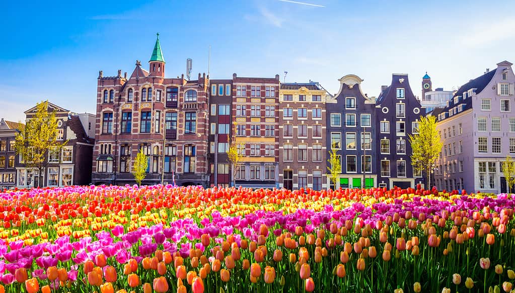 Vecchi edifici e tulipani tradizionali ad Amsterdam, Paesi Bassi