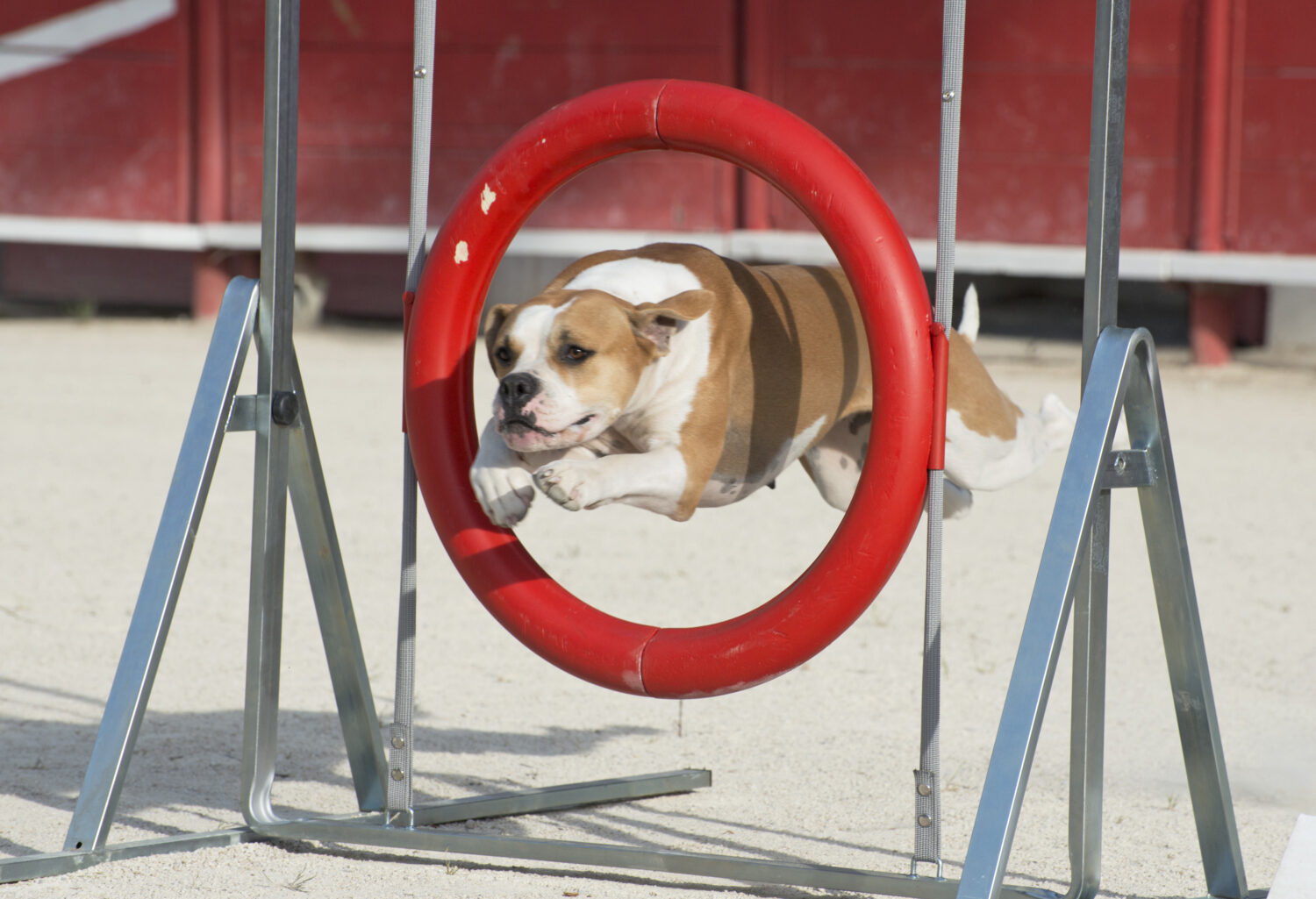 bellissimo bulldog americano che salta in cerchio 