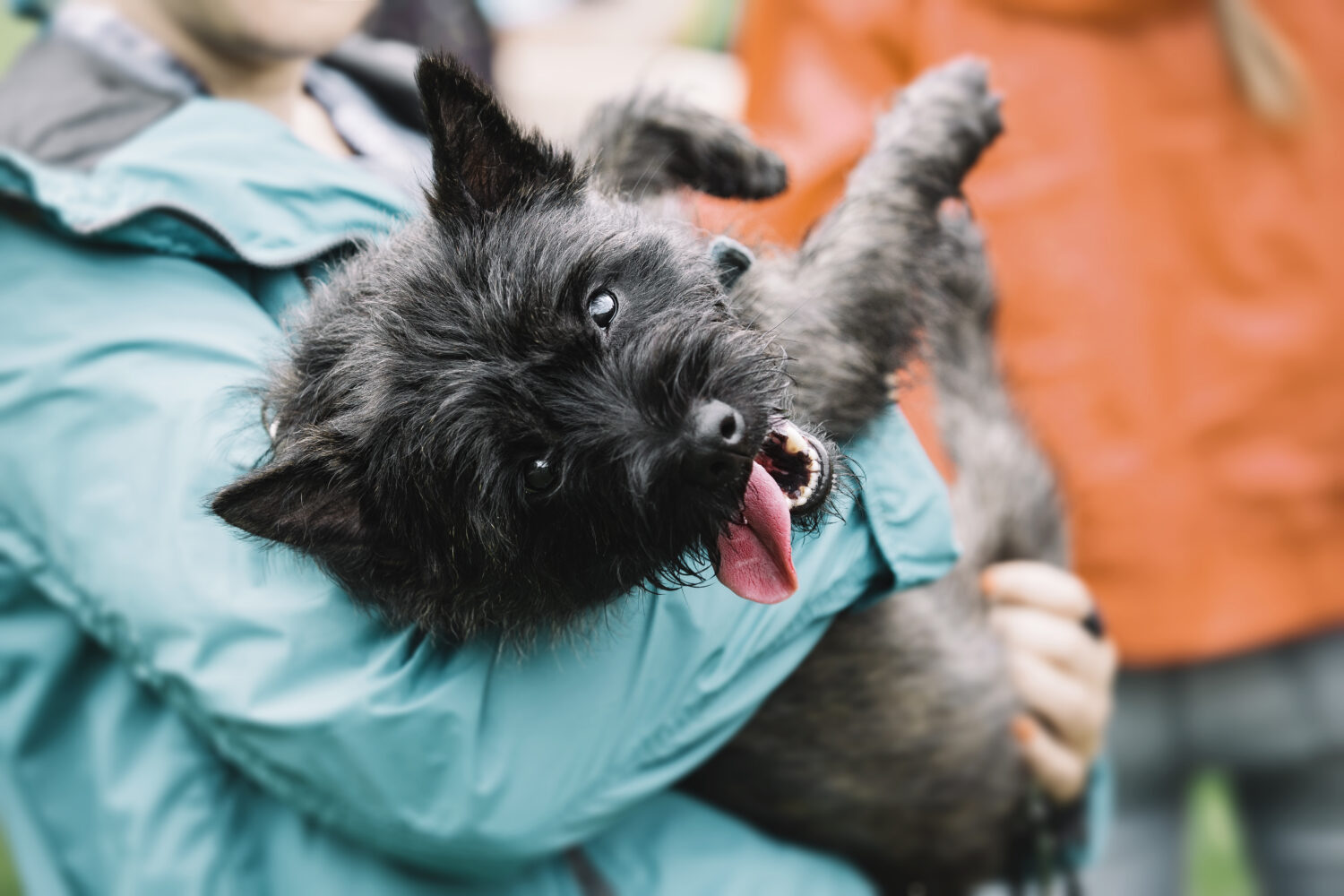 Una persona trasporta un cane stanco e felice durante una passeggiata.  Cairn Terrier.