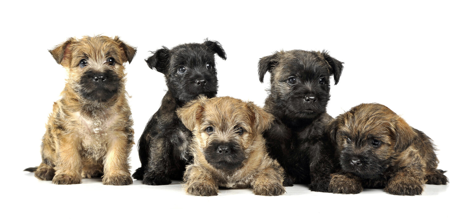 gruppo di cuccioli cairn terrier sono su bianco