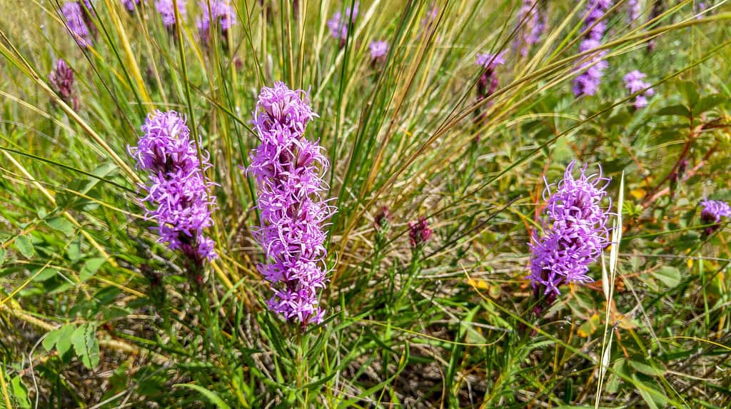 Stella Blazing punteggiata (Liatris punctata Hook.)