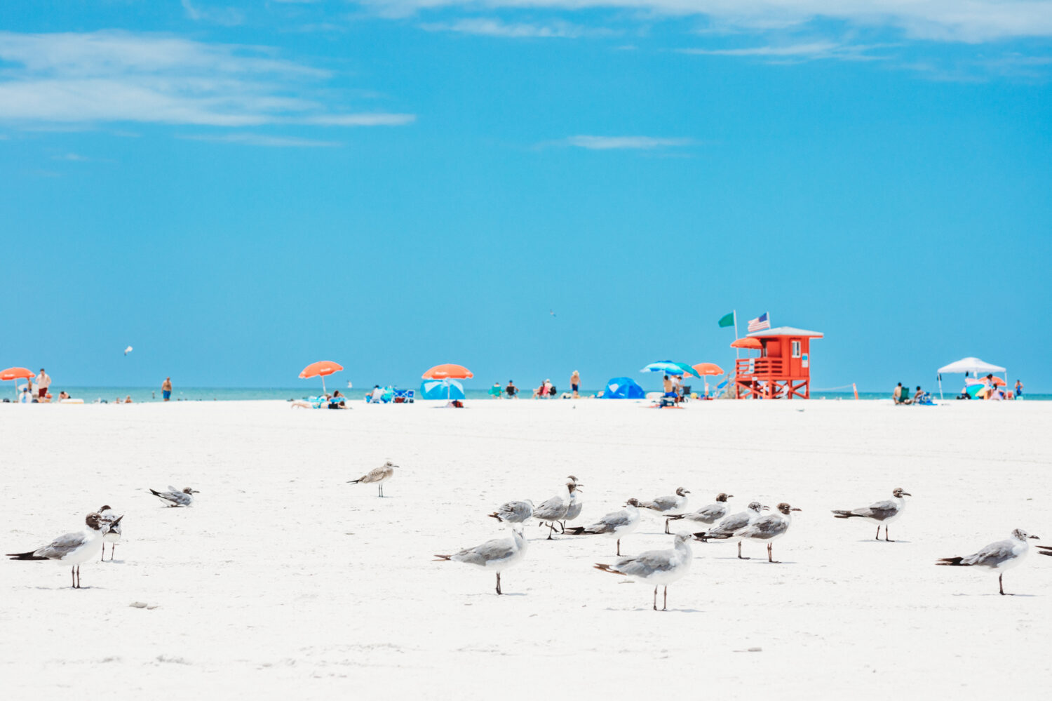 Spiaggia di Siesta Key a Sarasota in Florida.  La spiaggia numero 1 negli Stati Uniti.  Capanna di legno rossa del bagnino e gabbiani volanti su una spiaggia vuota di mattina.  Le dieci migliori spiagge degli Stati Uniti con sabbia bianca.