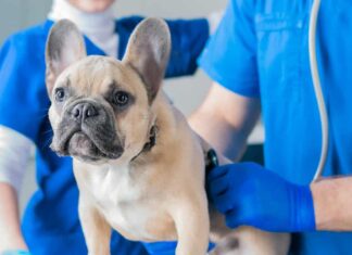 Bulldog francese in una clinica veterinaria.  Due medici lo stanno visitando.  Concetto di medicina veterinaria.  Cani di razza.  Tecnica mista