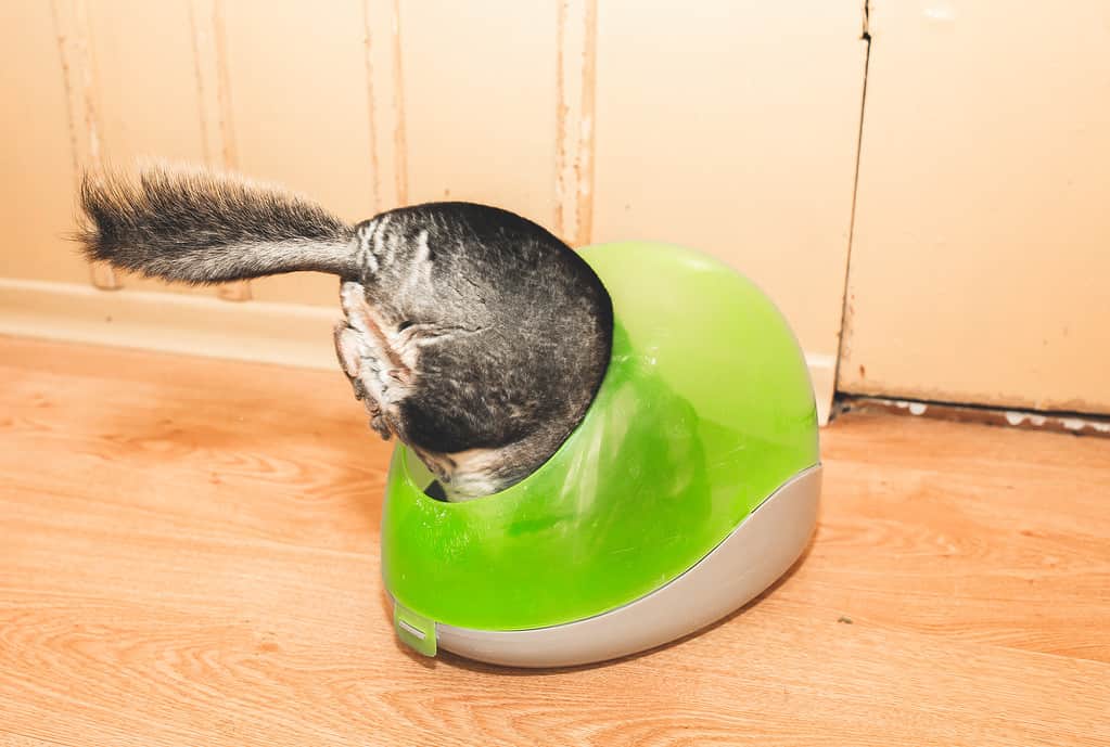 Il cincillà sta facendo un bagno di sabbia.  Simpatico animale domestico domestico.