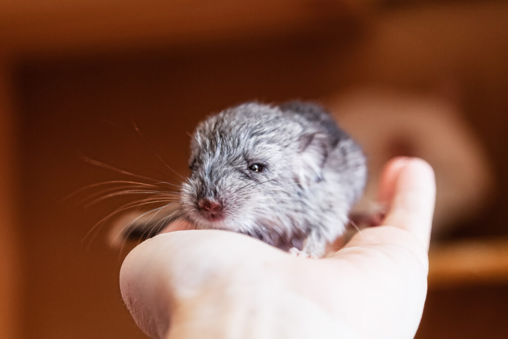 Cincillà bambino seduto nel palmo di una mano umana