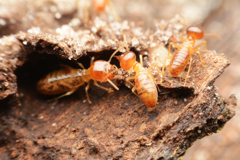 Primo piano delle termiti operaie sul suolo della foresta