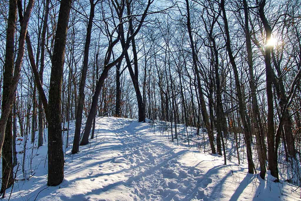 Sole tra gli alberi