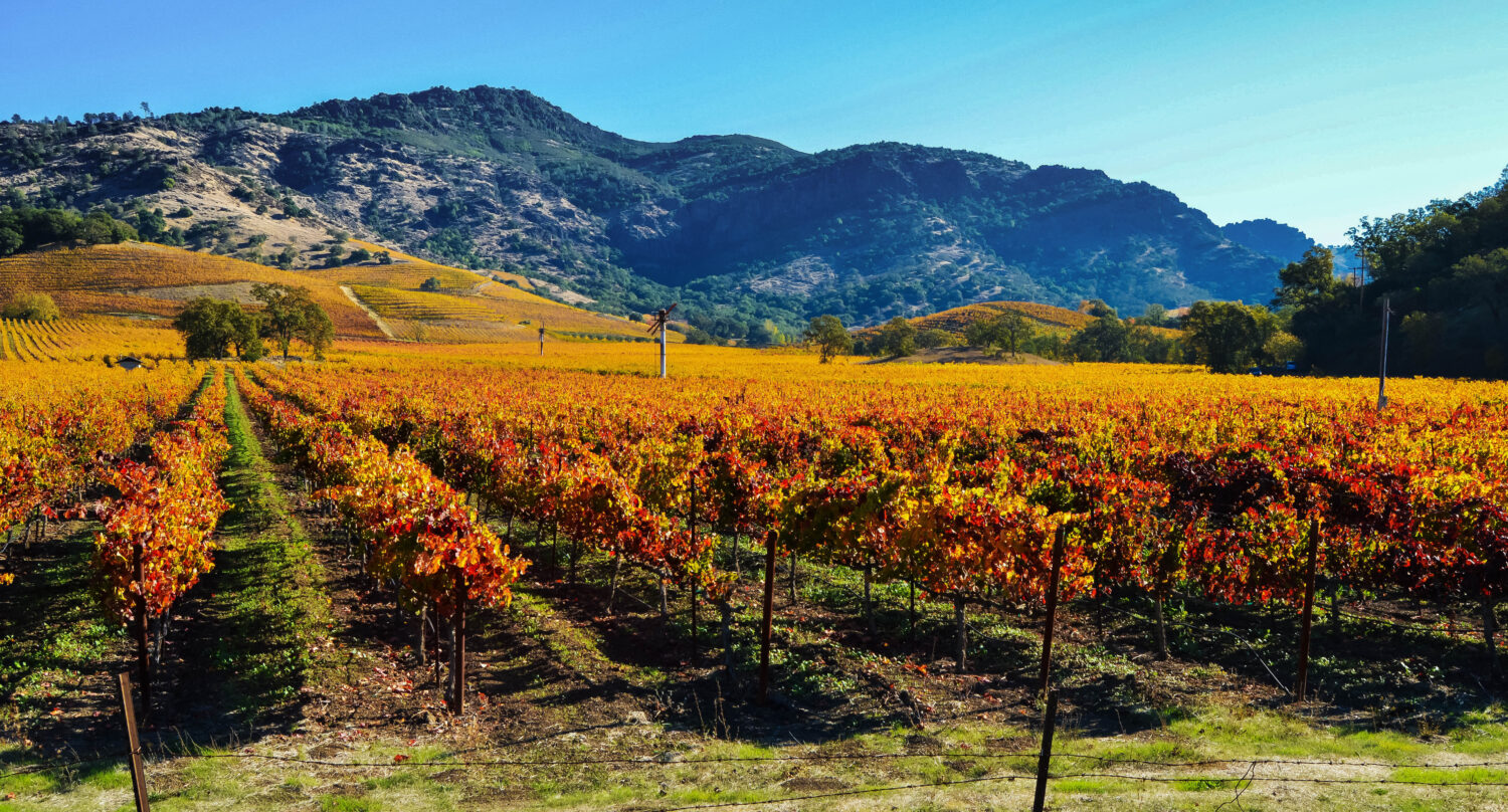 Vigneti in autunno, Napa Valley