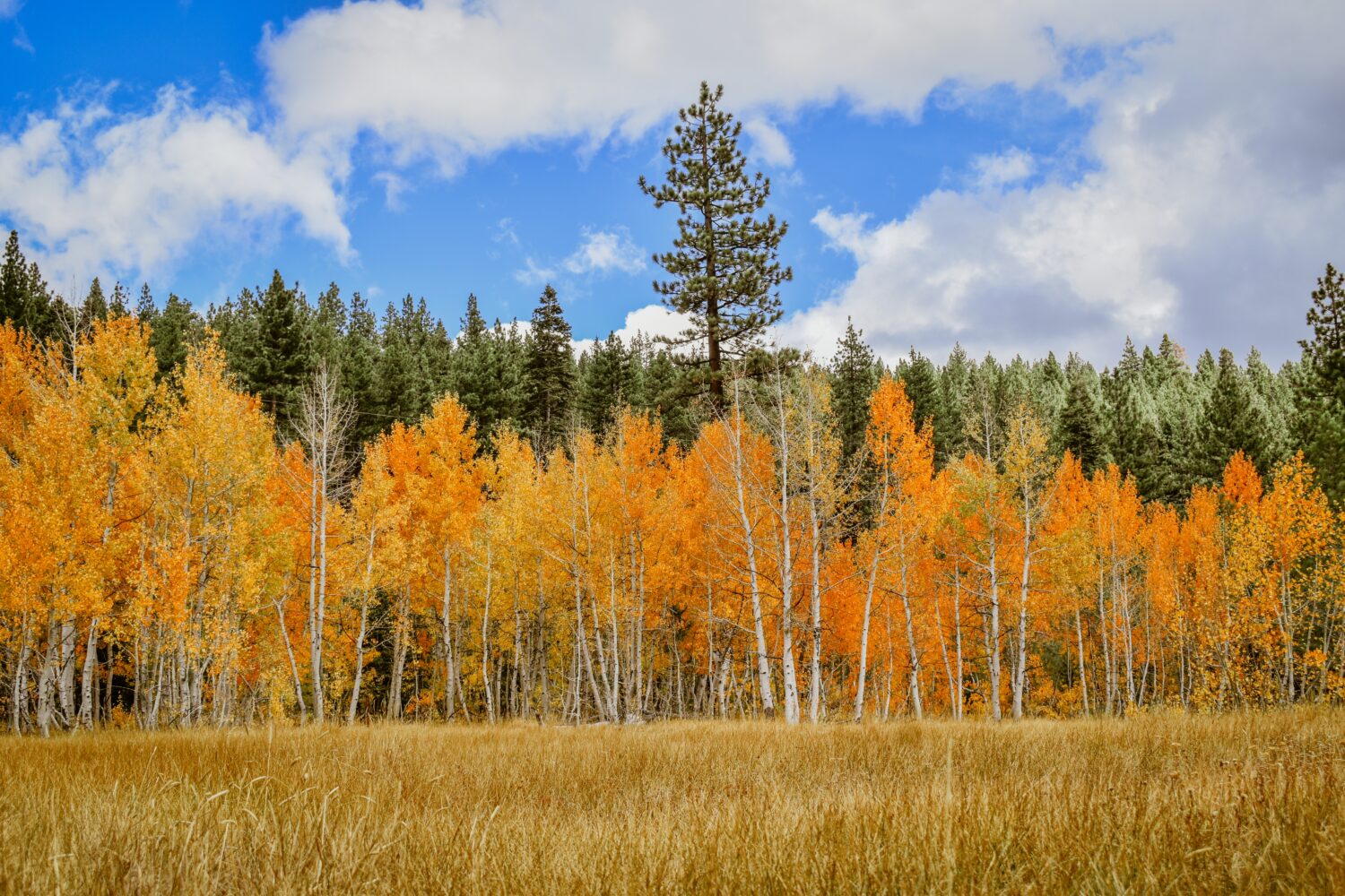 Pioppi dorati e sempreverdi attraverso un prato aperto.  Truckee, California.  Ottobre 2021.