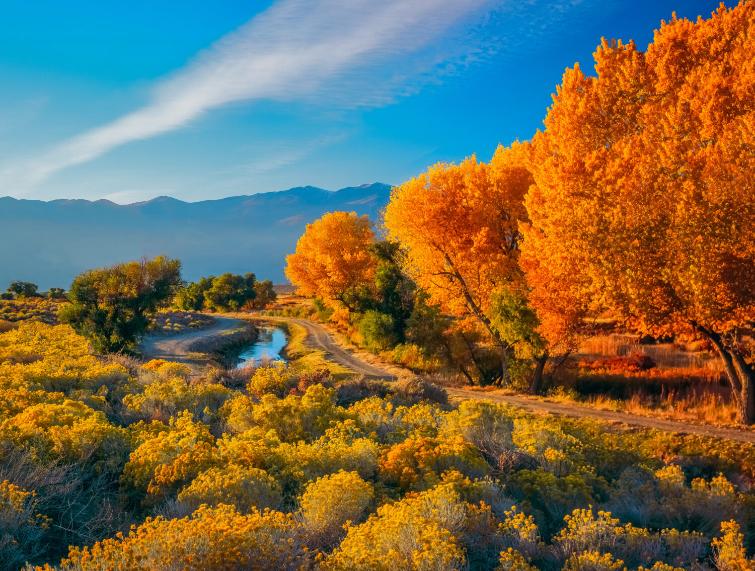 Il Cottonwood autunnale (Fremont Cottonwood) e il Rabbit Bush, o Rabbit Brush, crescono insieme nella valle del fiume Owens, vicino a Bishop, California, USA, con le montagne della Sierra Nevada sullo sfondo.
