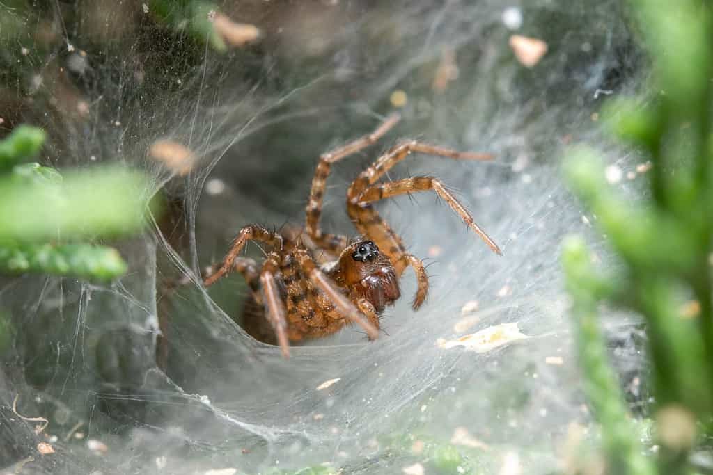 Ragno tessitore a imbuto, Textrix sp., in attesa di prede in una giornata di sole