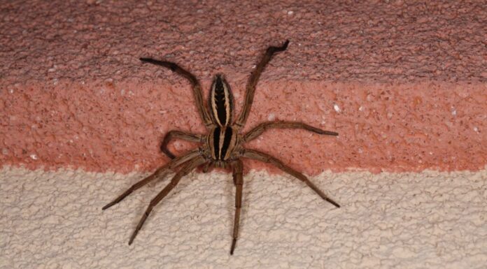 Ragno lupo rabbioso su superficie strutturata.  Primo piano isolato.  Grande ragno da giardino innocuo del Texas.  Rabidosa Rabida