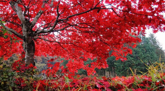 L'albero di acero rosso era steso con grazia sui rami in autunno.