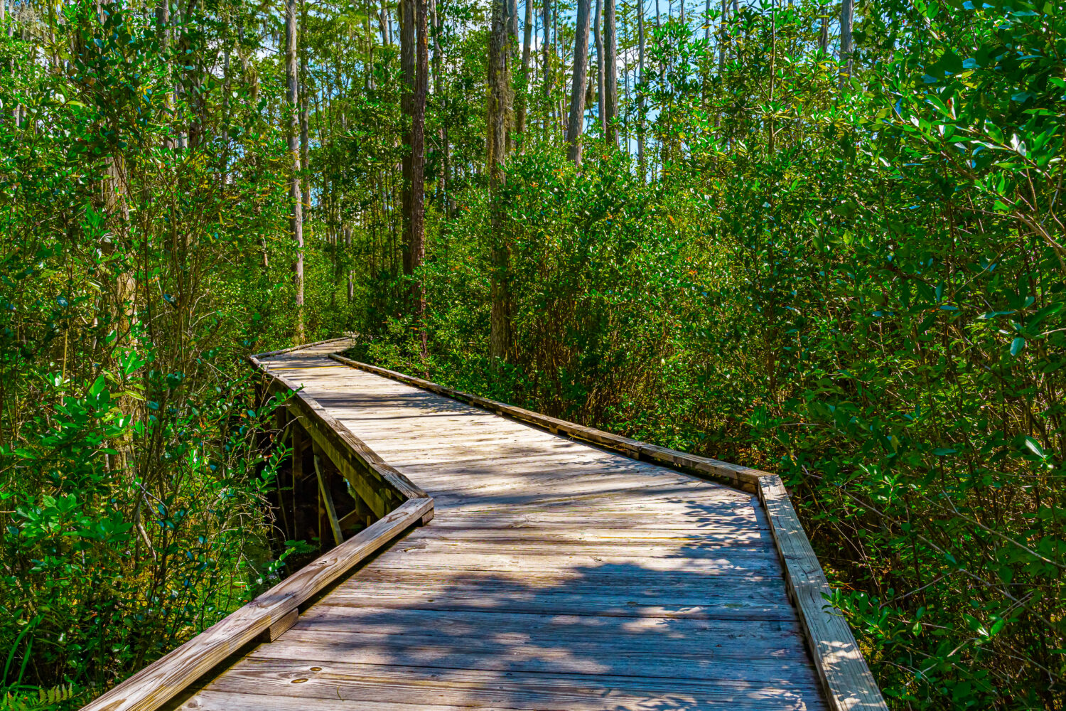 Percorso in legno attraverso i boschi dell'Okefenokee Swamp Park in Georgia.