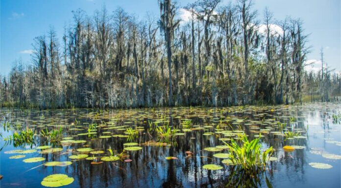 Cuscinetti lilly verdi nella palude Okefenokee National Wildlife Refuge vicino a Folkston, Georgia