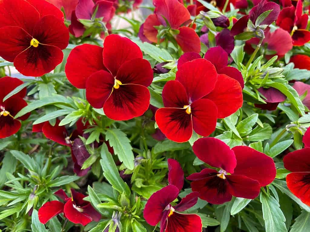 Fiori primaverili decorativi viola cornuta in un vivace colore rosso da vicino, sfondo floreale con viole del pensiero rosse