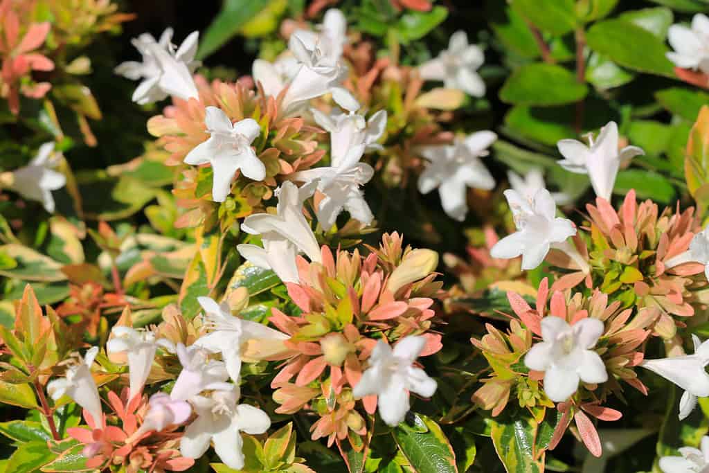 Abelia lucida nel soleggiato luglio