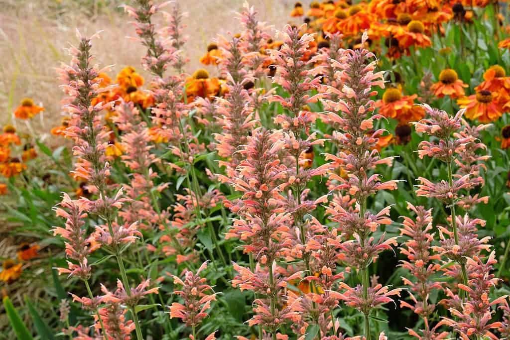 Agastache color pesca 'Summer Sunset' noto anche come issopo gigante o menta colibrì, in fiore.