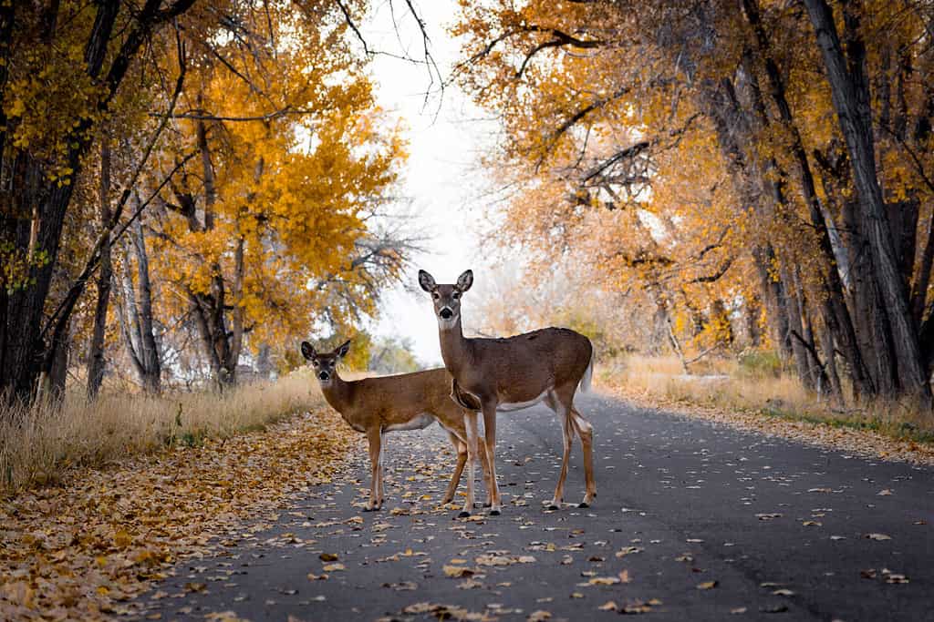 Cervi che attraversano la strada in autunno/autunno a colori