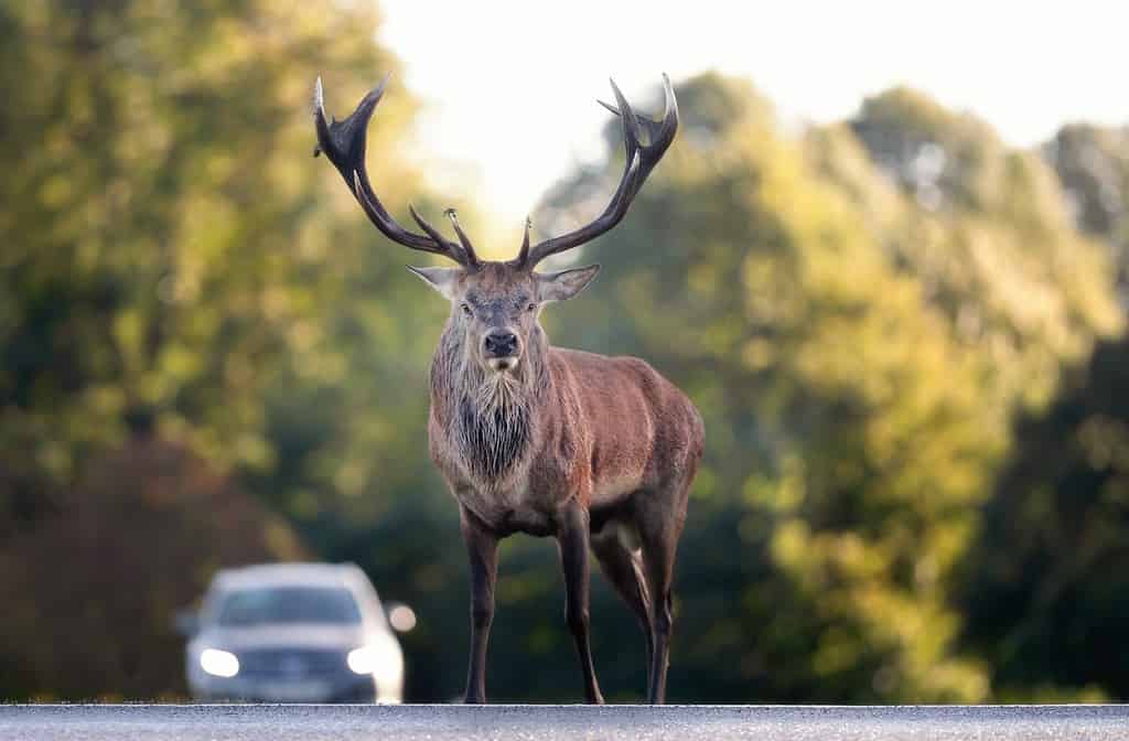 Primo piano di un cervo rosso che attraversa una strada, Regno Unito.