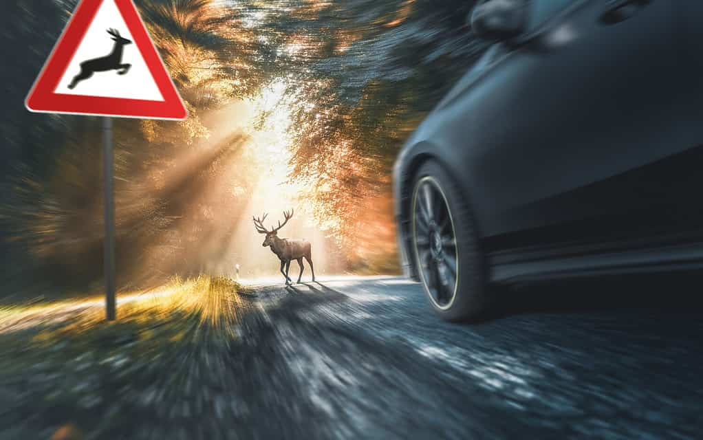 cervo attraversa la strada