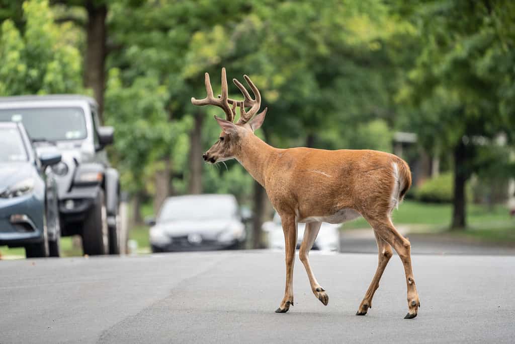 Il cervo dalla coda bianca con le corna cammina lungo la strada suburbana.