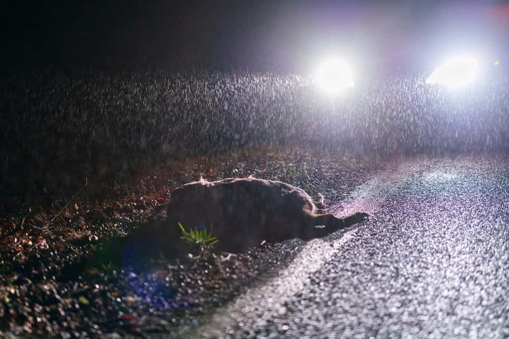 Incidente notturno con un capriolo