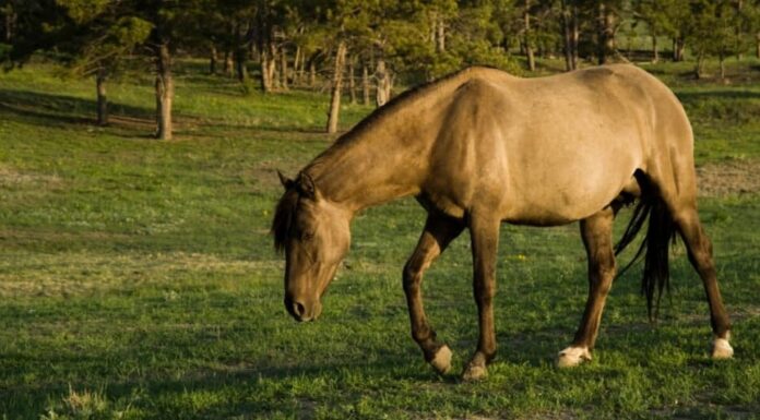 Sorraia Mustang al pascolo