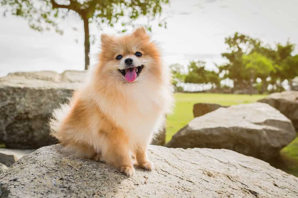 cane spitz di Pomerania sorridente guardare il sole della sera nella natura del parco.