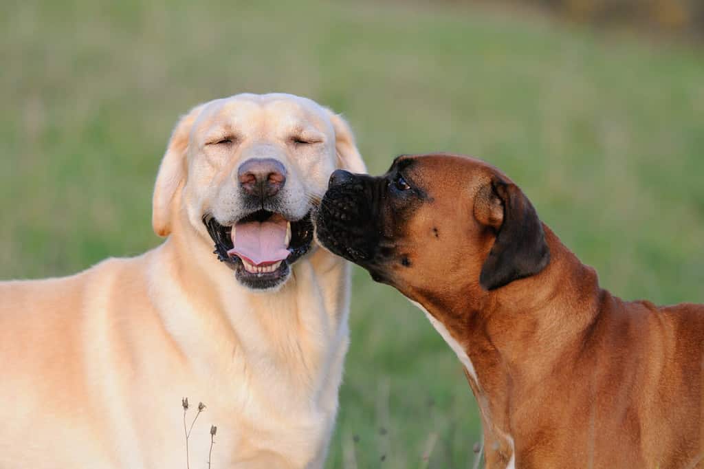Cane Boxer e un Labrador innamorato