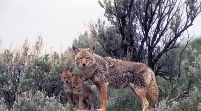 Coyote con i cuccioli Den DogFamily Parco nazionale di Yellowstone Montana