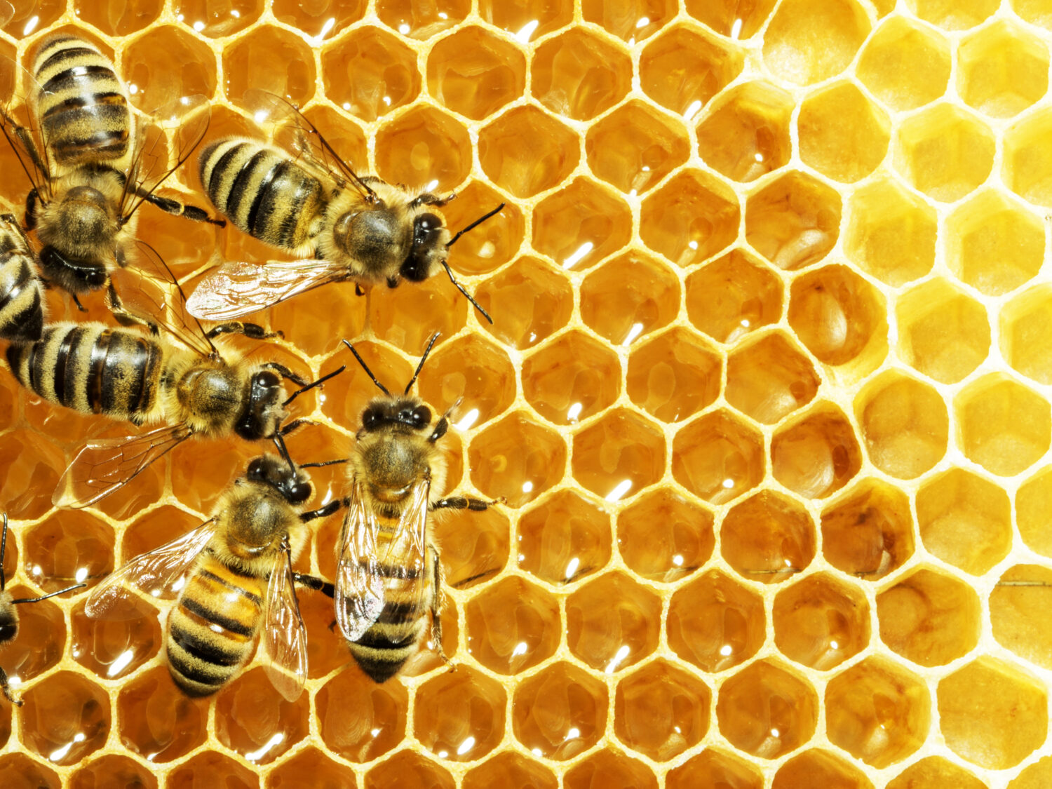Vista ravvicinata delle api che lavorano sulle celle del miele