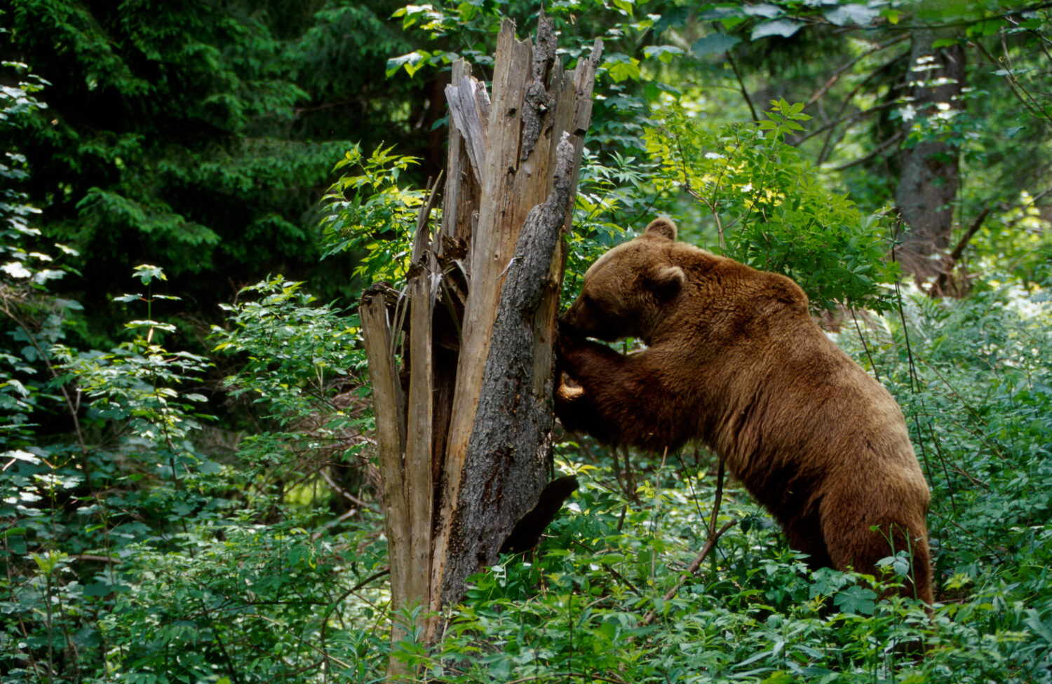 Orso bruno che cerca di procurarsi il miele di un'ape selvatica nella foresta dei Carpazi