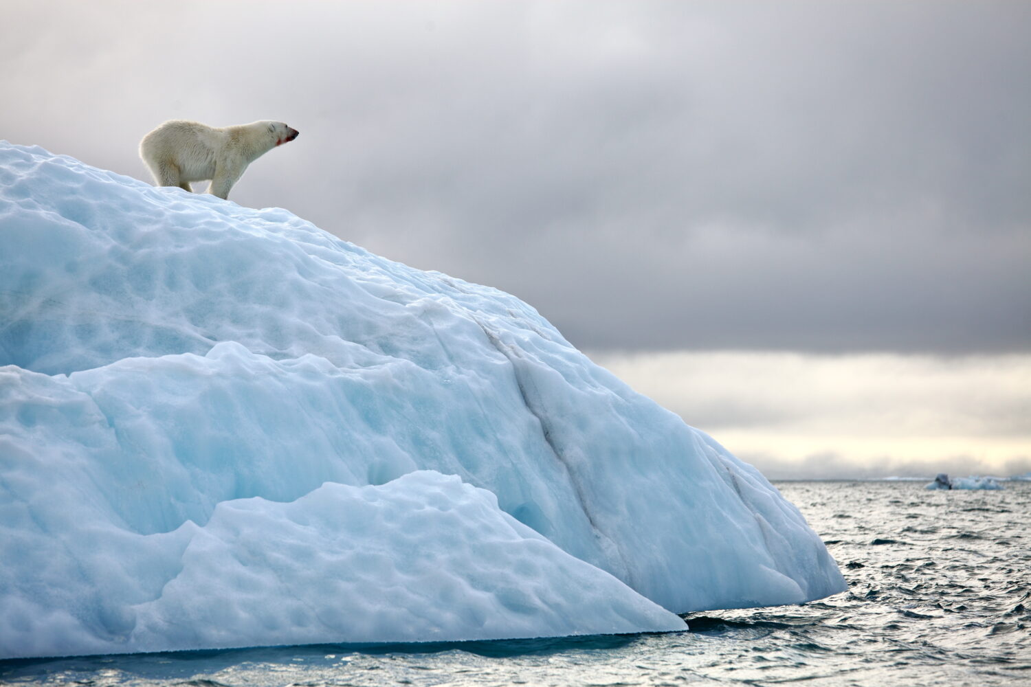 Orso polare sull'iceberg