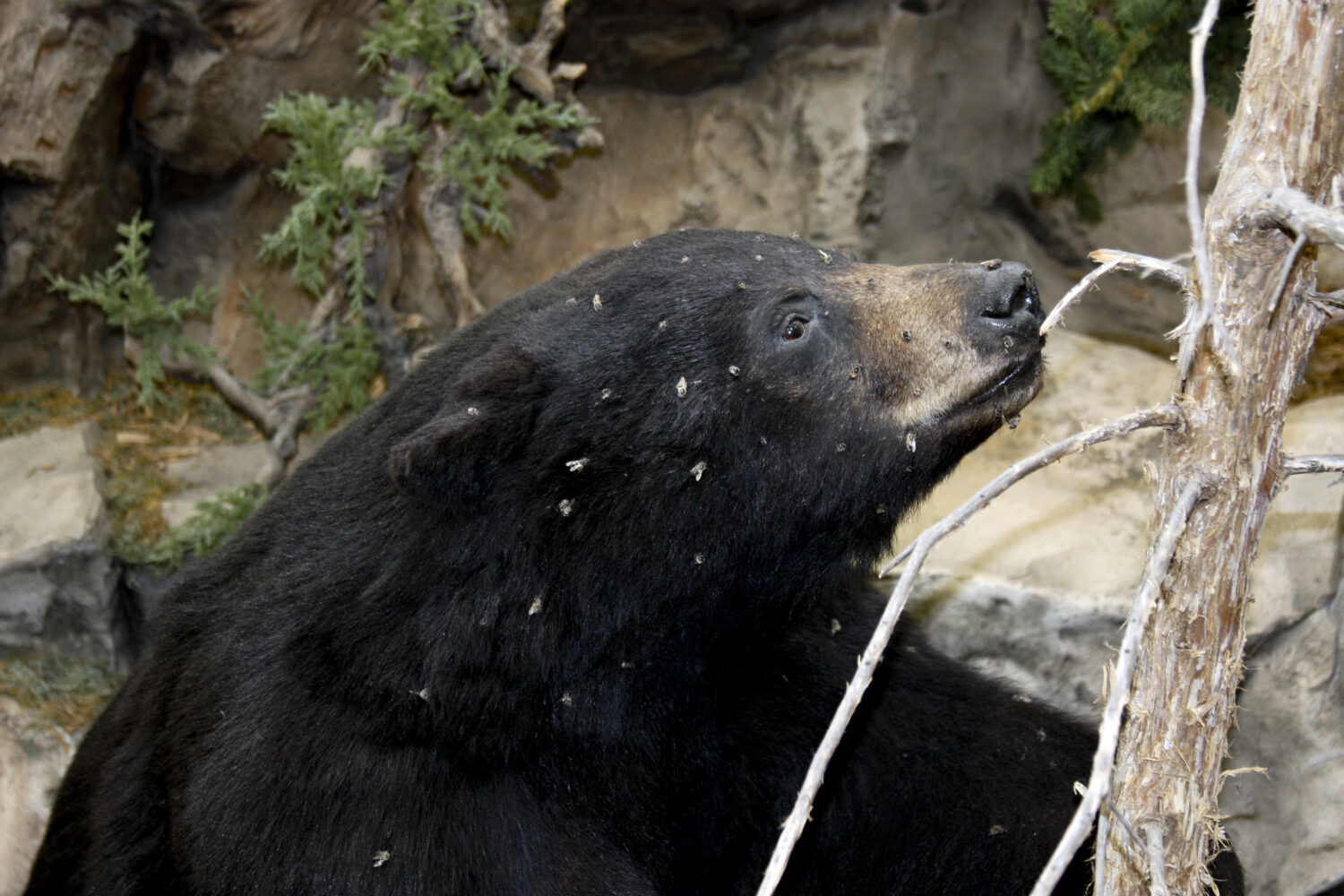 curioso orso nero ricoperto di api mellifere