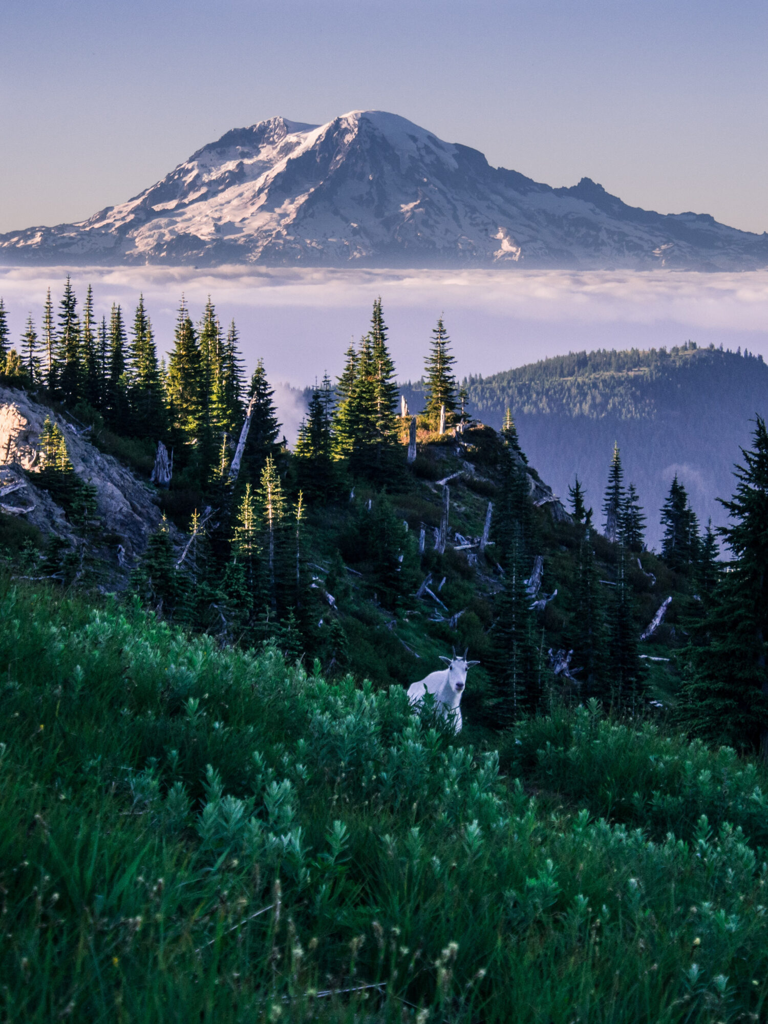 Il Monte Rainier dietro una capra curiosa