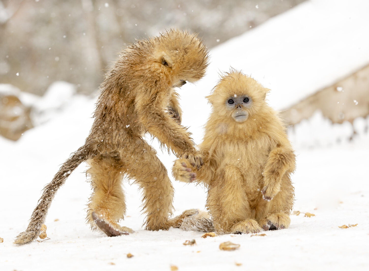 Scimmia dal naso camuso dorato che gioca nella neve